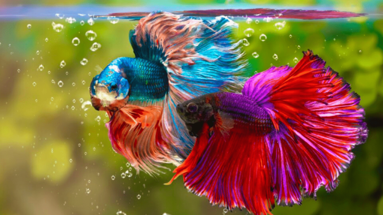 peixe betta temperatura da água