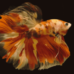 tudo sobre o peixe betta