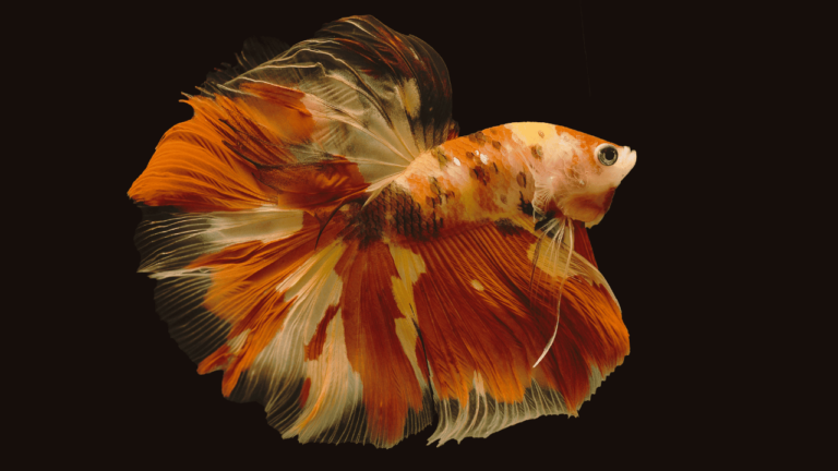 tudo sobre o peixe betta