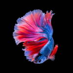 Brincar com Peixe Betta