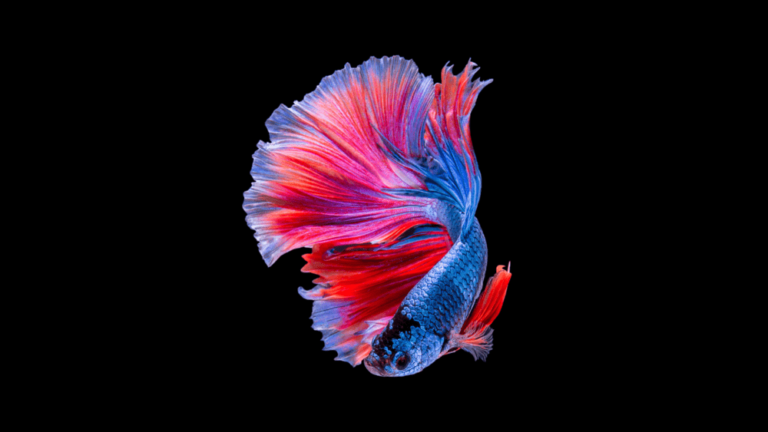 Brincar com Peixe Betta