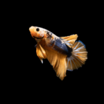 Dicas Para Seu Betta Viver Melhor