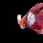 Doença da Bexiga Natatória em Betta