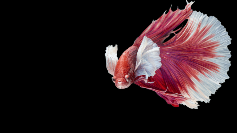 Doença da Bexiga Natatória em Betta