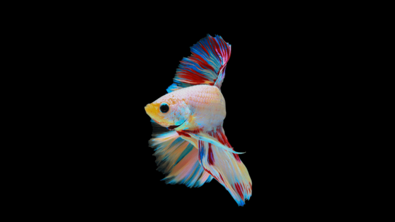 como cuidar de um peixe betta