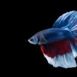 Doença do Algodão em Peixes Betta