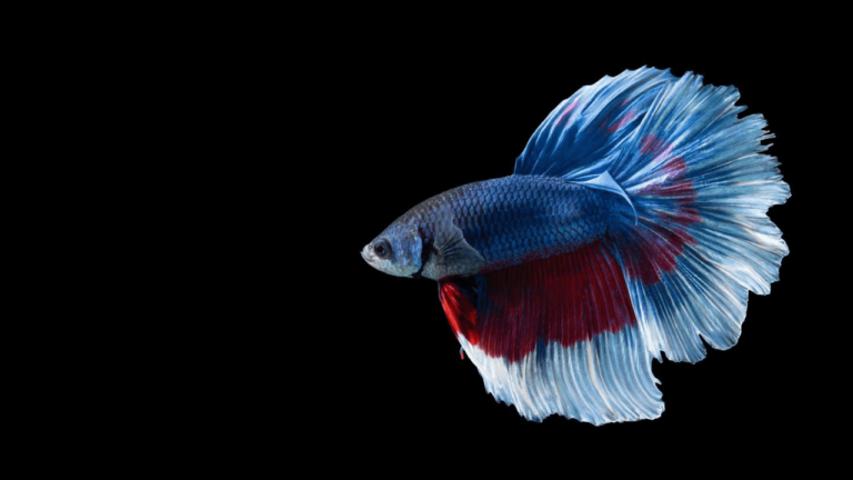 Doença do Algodão em Peixes Betta