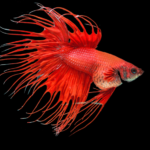 Hidropsia em Peixe Betta