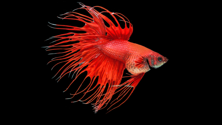 Hidropsia em Peixe Betta