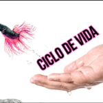 O Ciclo de Vida do Peixe Betta