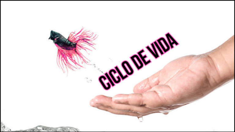 O Ciclo de Vida do Peixe Betta