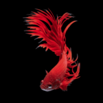 Peixe Betta Doença do Veludo