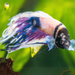 Betta Doente Barbatana Apodrecida