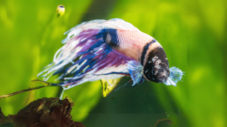 Betta Doente Barbatana Apodrecida