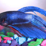 Peixe Betta no Fundo do Aquário