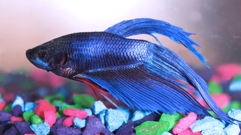 Peixe Betta no Fundo do Aquário