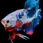 Peixe Betta Doente o que fazer