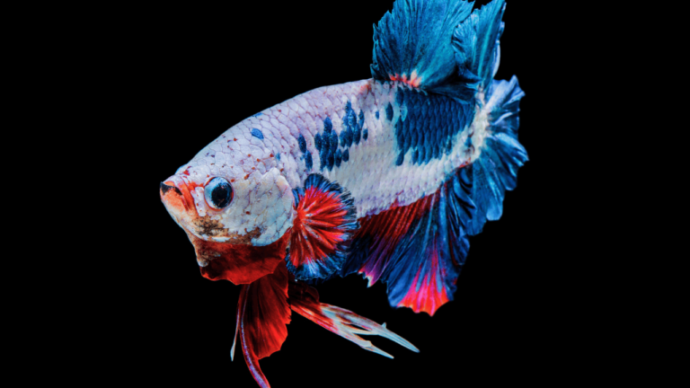 Peixe Betta Doente o que fazer