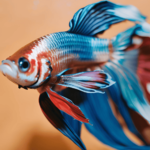 Peixe Betta com Olho Inchado
