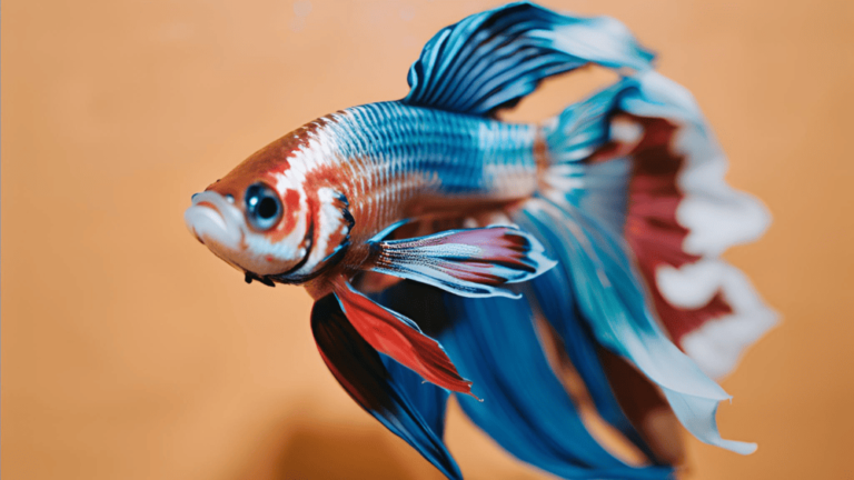 Peixe Betta com Olho Inchado