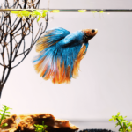 plantas e decoração para aquário