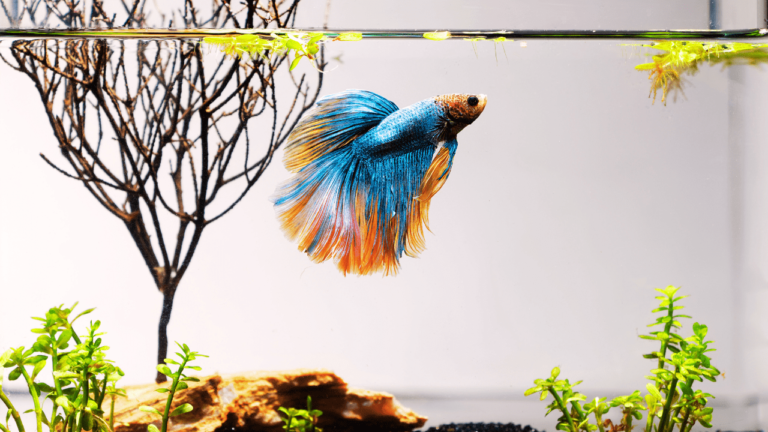 plantas e decoração para aquário