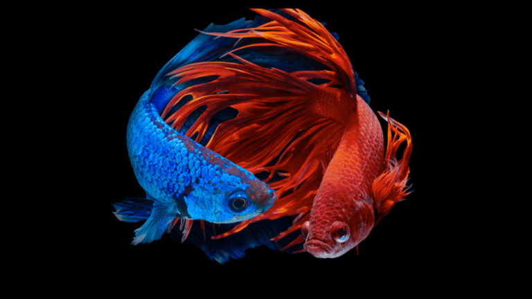 Peixe Betta Reprodução