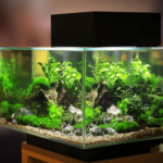Plantas Para Aquário de Água Doce