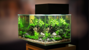 Plantas Para Aquário de Água Doce