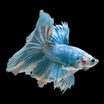 Remédios Para Peixe Betta Doente