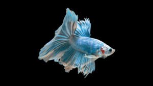 Remédios Para Peixe Betta Doente