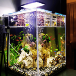 peixe betta aquário ideal