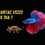 peixe betta come quantas vezes ao dia