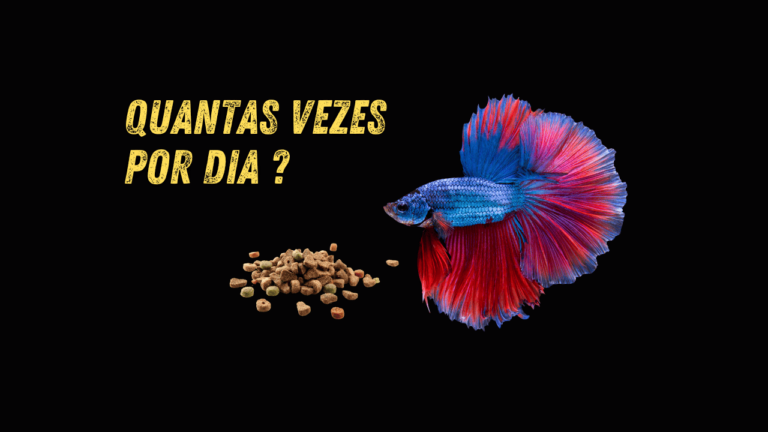 peixe betta come quantas vezes ao dia