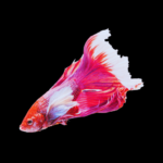 peixe betta não quer comer o que fazer