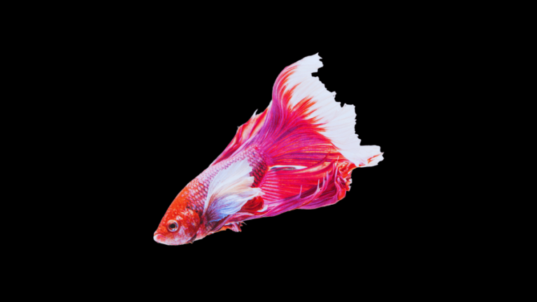 peixe betta não quer comer o que fazer