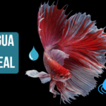 peixe betta água ideal