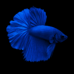 Neste artigo vamos descobrir como trocar a água do peixe betta