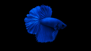 Neste artigo vamos descobrir como trocar a água do peixe betta