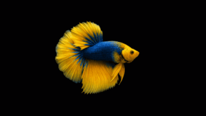 5 formas de melhorar a água do peixe betta