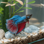 Betta no fundo do aquário