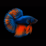 betta parou de comer