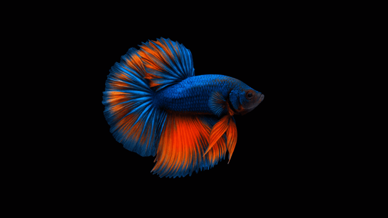 betta parou de comer