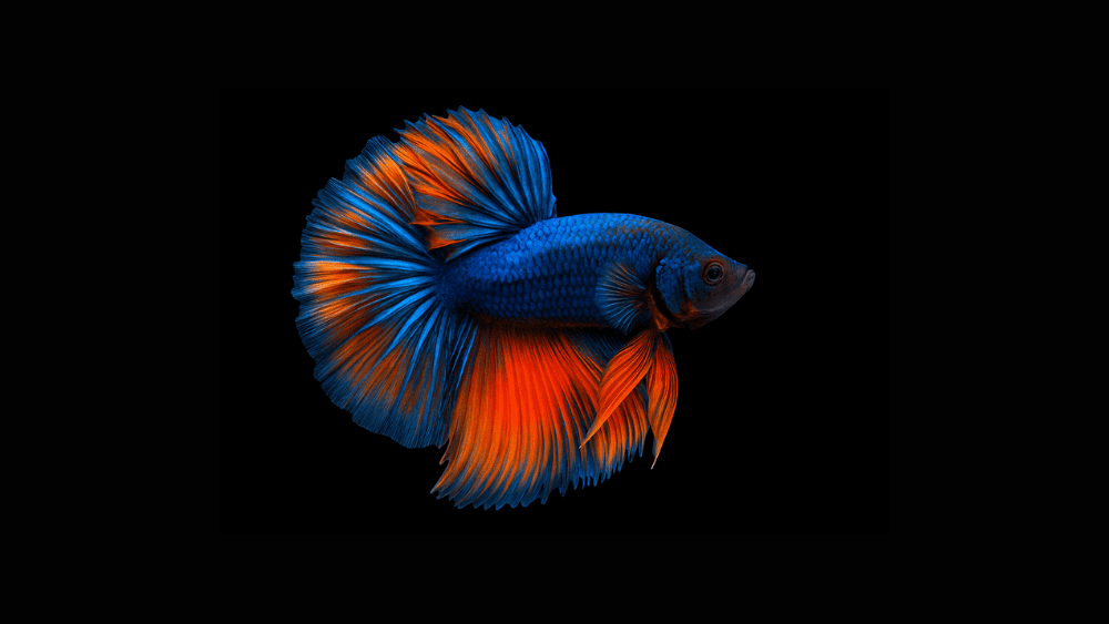 betta parou de comer