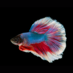 Mitos Sobre Peixes Betta
