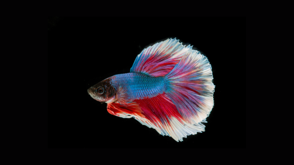 Mitos Sobre Peixes Betta