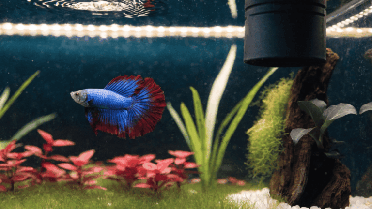 Aquário Ideal para Peixe Betta Tamanho, Filtro e Decoração
