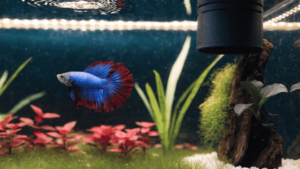 Aquário Ideal para Peixe Betta Tamanho, Filtro e Decoração
