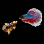 Betta Macho e Fêmea Juntos É Possível