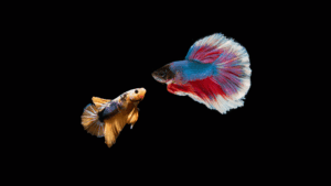 Betta Macho e Fêmea Juntos É Possível